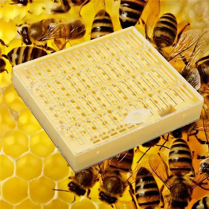 1pc Queen brewing Box Bee Incubator strumento di apicoltura incubatore di plastica Bee King scatola di allevamento a movimento libero gabbia per allevamento regina